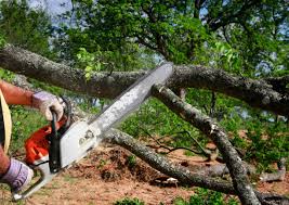 Best Leaf Removal  in Redby, MN