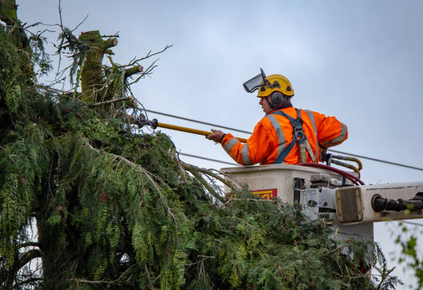 Best Arborist Consultation Services  in Redby, MN