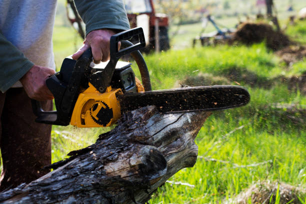 Best Lawn Dethatching  in Redby, MN