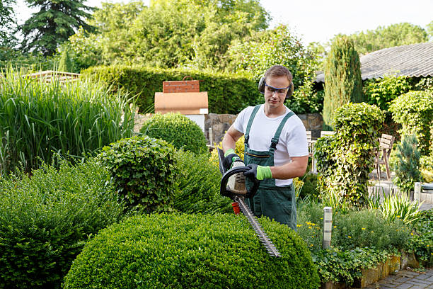 Best Tree Maintenance Programs  in Redby, MN