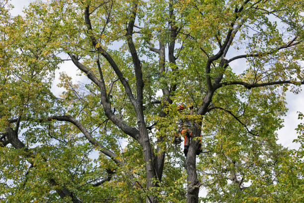 Best Commercial Tree Services  in Redby, MN